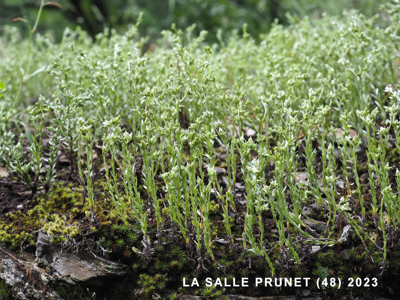 Cudweed, Slender plant